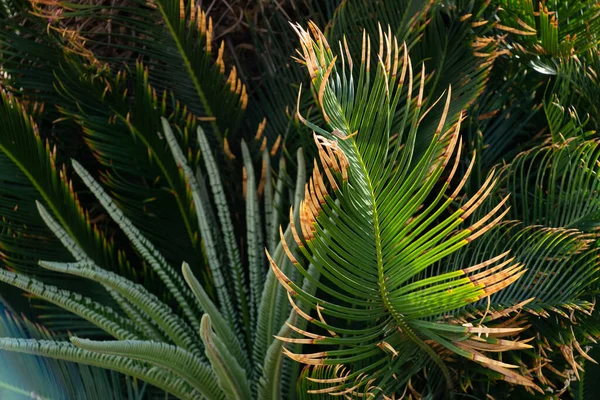 Palmiers Contre Ciel Bleu Palmiers Sur Côte Tropicale Cocotier Arbre — Photo