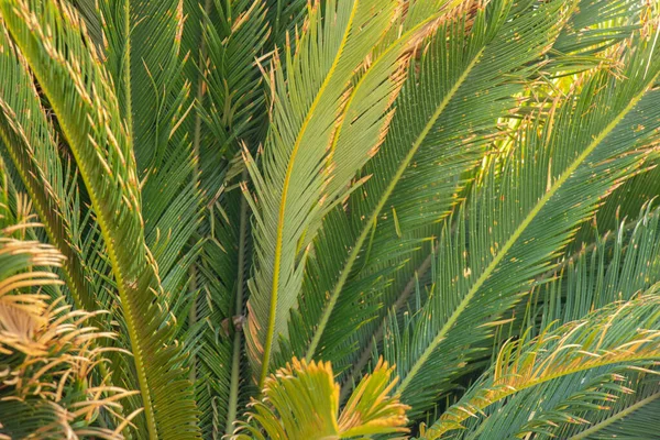 Palmbomen Aan Tropische Kust Kokosboom Zomerboom Palmboom Egypte — Stockfoto