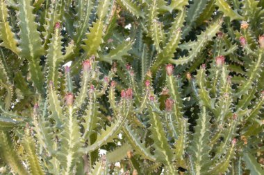 Afrika 'da kaktüs Mısır' da güneş altında