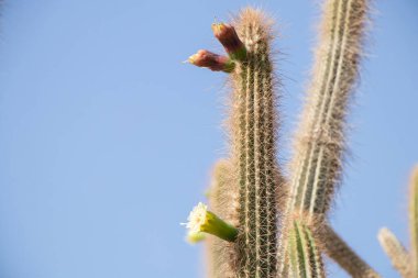 Afrika 'da kaktüs Mısır' da güneş altında