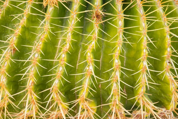 Cacti Africa Egypt Sun Close — Stock Photo, Image