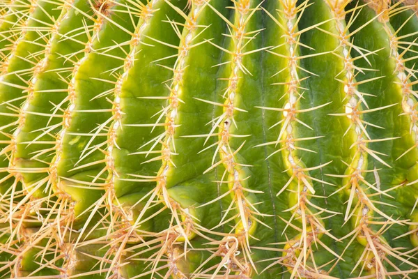 Cactos África Egito Sol Perto — Fotografia de Stock