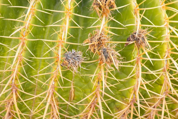 Cacti Africa Egypt Sun Close — Stock Photo, Image