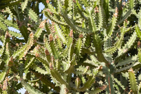 Kaktuszok Afrikában Egyiptomban Napon Közeli — Stock Fotó
