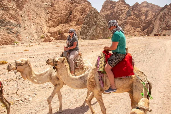 Egito Sharm Sheikh 2021 Passeios Camelo África Egito Deserto Camelos — Fotografia de Stock