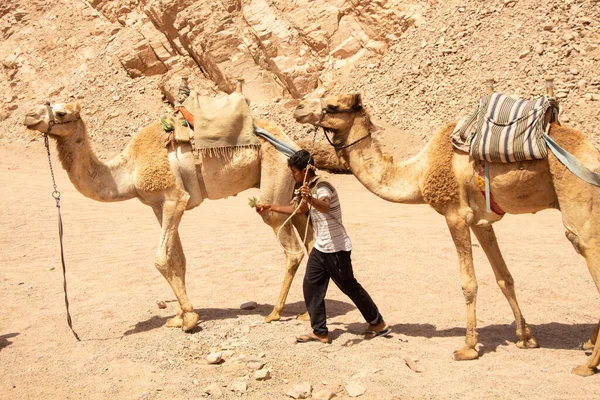 Egypte Charm Cheikh 2021 Équitation Chameau Afrique Egypte Dans Désert — Photo