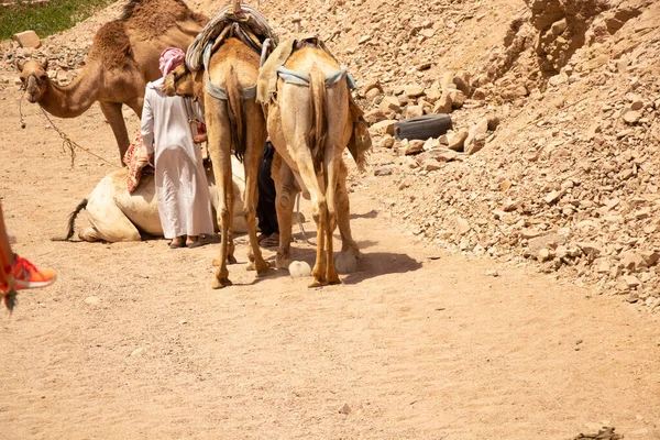 Egipto Sharm Sheikh 2021 Paseos Camello África Egipto Desierto Los — Foto de Stock