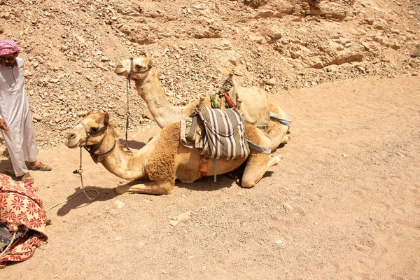 Egipto Sharm Sheikh 2021 Paseos Camello África Egipto Desierto Los — Foto de Stock