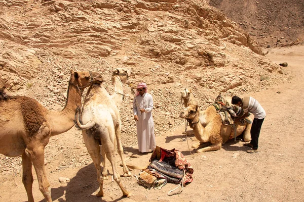Egypt Sharm Sheikh 2021 Camel Riding Africa Egypt Desert African — Stock Photo, Image