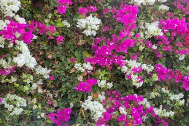 Afrika 'da, Mısır' da güneşte çiçek, arka plan olarak renkli çiçekler.