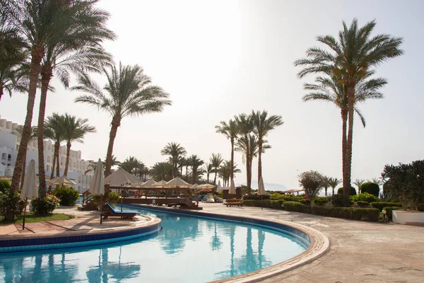 palm trees by the pool near the hotel on the shores of the Red Sea in Africa in Egypt in the sun