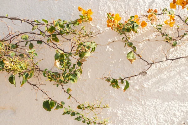 エジプトのアフリカの太陽の下の白い壁を背景にブッシュを開花させ — ストック写真