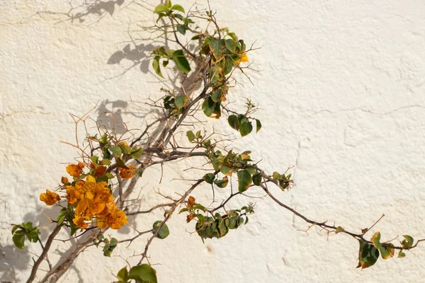 Arbusto Con Flores Contra Fondo Una Pared Blanca Sol África —  Fotos de Stock