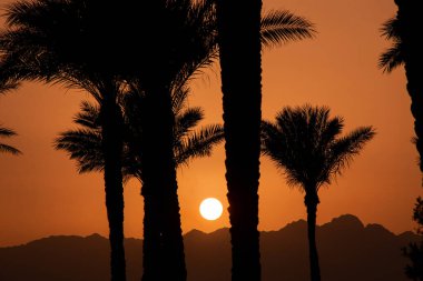 Sharm El Sheikh 'de Mısır' da palmiye ağaçlarına karşı dağın arkasında gün batımı, Afrika 'da çölde gün batımı.