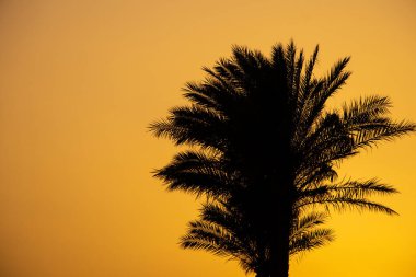 Sharm El Sheikh 'de Mısır' da palmiye ağaçlarına karşı dağın arkasında gün batımı, Afrika 'da çölde gün batımı.