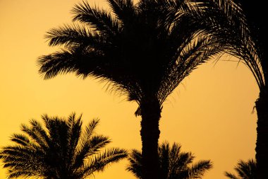 Sharm El Sheikh 'de Mısır' da palmiye ağaçlarına karşı dağın arkasında gün batımı, Afrika 'da çölde gün batımı.