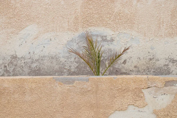 Palmera Fondo Una Pared Marrón África Egipto —  Fotos de Stock