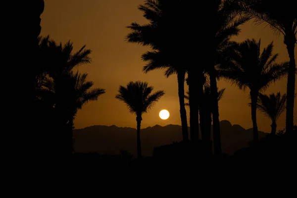 sunset behind the mountain against the background of palm trees in Egypt in Sharm El Sheikh, sunset in the desert in Africa