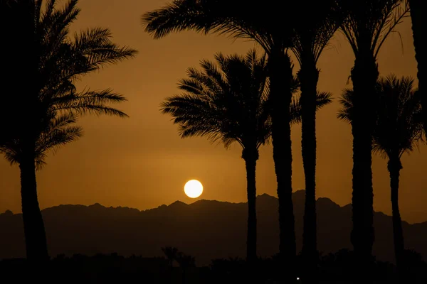 sunset behind the mountain against the background of palm trees in Egypt in Sharm El Sheikh, sunset in the desert in Africa