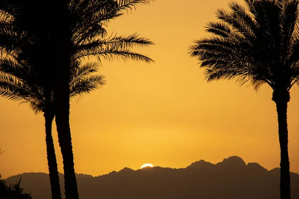 sunset behind the mountain against the background of palm trees in Egypt in Sharm El Sheikh, sunset in the desert in Africa