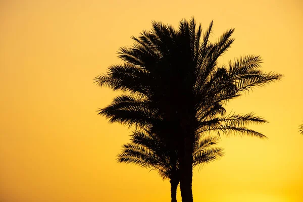 sunset behind the mountain against the background of palm trees in Egypt in Sharm El Sheikh, sunset in the desert in Africa