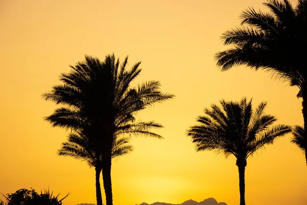 sunset behind the mountain against the background of palm trees in Egypt in Sharm El Sheikh, sunset in the desert in Africa