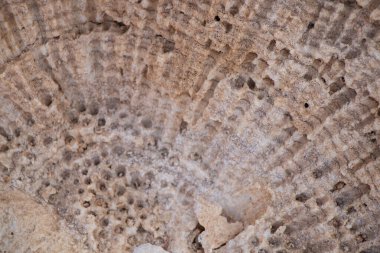 Arkaplan olarak kumlu taş kahverengi duvar