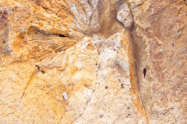 Arkaplan olarak kumlu taş kahverengi duvar