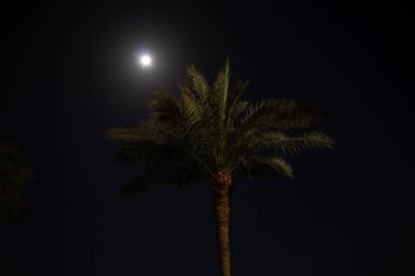 Geceleri ayın arka planında palmiye ağacı ve yıldızlı gökyüzü kapanır.