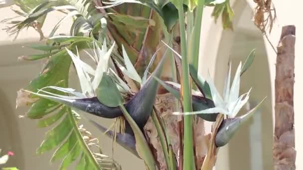 Blommande Palm Afrika Egypten Solen Närbild — Stockvideo