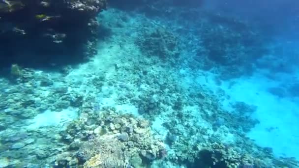 Vídeo Subaquático Mar Vermelho Com Pessoas Egito Sharm Sheikh Mundo — Vídeo de Stock