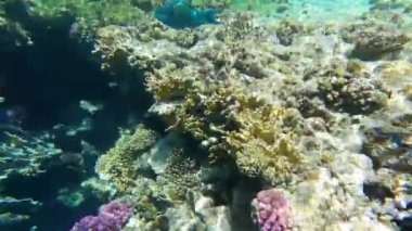 Mısır 'da kızıl denizde şnorkelle yüzmek, mercan resifleri ve deniz balıkları, kızıl deniz.
