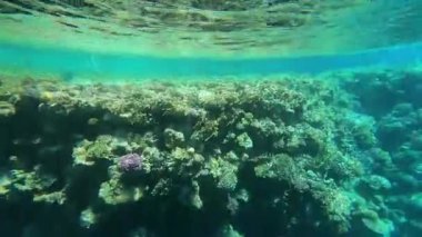 Mısır 'da kızıl denizde şnorkelle yüzmek, mercan resifleri ve deniz balıkları, kızıl deniz.