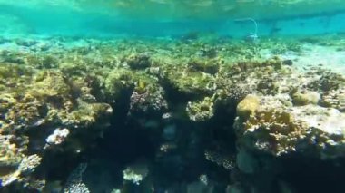 Mısır 'da kızıl denizde şnorkelle yüzmek, mercan resifleri ve deniz balıkları, kızıl deniz.
