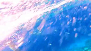 Mısır 'da kızıl denizde şnorkelle yüzmek, mercan resifleri ve deniz balıkları, kızıl deniz.