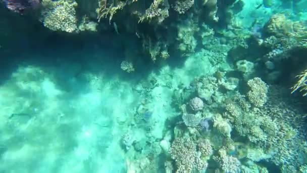 Mısır Kızıl Denizde Şnorkelle Yüzmek Mercan Resifleri Deniz Balıkları Kızıl — Stok video