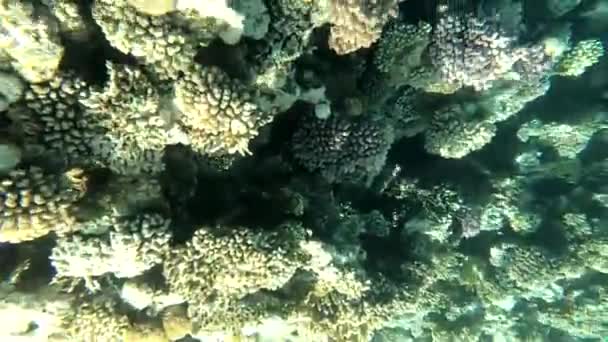 Plongée Apnée Dans Mer Rouge Egypte Récifs Coralliens Poissons Marins — Video