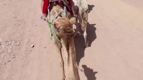 Equitazione Cammello Africa Egitto Nel Deserto Cammelli Africani — Video Stock