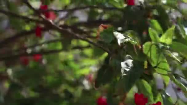 Ramas Árbol Flor Con Flores Rojas Florecen África Egipto Sol — Vídeo de stock