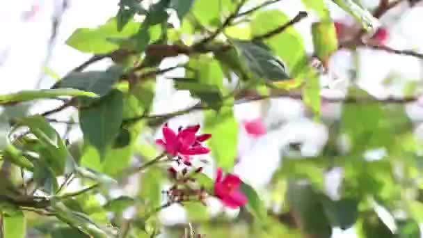 Branches Arbre Fleurs Avec Des Fleurs Rouges Fleurissent Afrique Egypte — Video