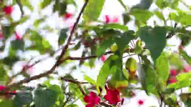나무의 가지들은 바람에 뉘엿뉘엿 넘어가는 아프리카 피운다 — 비디오