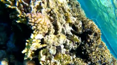 Mısır 'da kızıl denizde şnorkelle yüzmek, mercan resifleri ve deniz balıkları, kızıl deniz.