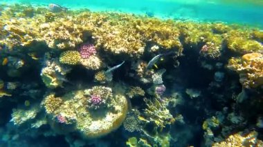 Mısır 'da kızıl denizde şnorkelle yüzmek, mercan resifleri ve deniz balıkları, kızıl deniz.