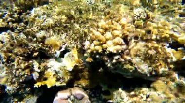 Mısır 'da kızıl denizde şnorkelle yüzmek, mercan resifleri ve deniz balıkları, kızıl deniz.