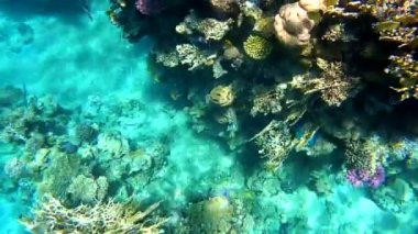 Mısır 'da kızıl denizde şnorkelle yüzmek, mercan resifleri ve deniz balıkları, kızıl deniz.