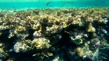 Mısır 'da kızıl denizde şnorkelle yüzmek, mercan resifleri ve deniz balıkları, kızıl deniz.