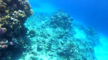 Mısır 'da kızıl denizde şnorkelle yüzmek, mercan resifleri ve deniz balıkları, kızıl deniz.