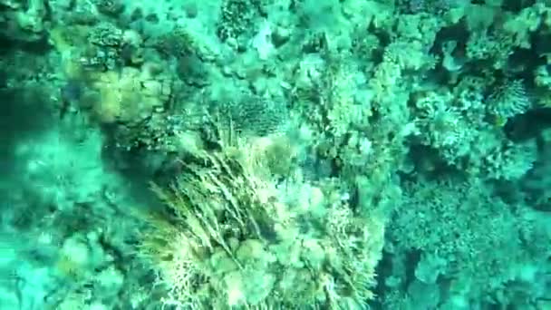 Сноркелинг Красном Море Египте Коралловые Рифы Морские Рыбы Красное Море — стоковое видео