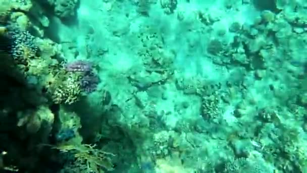 Plongée Apnée Dans Mer Rouge Egypte Récifs Coralliens Poissons Marins — Video