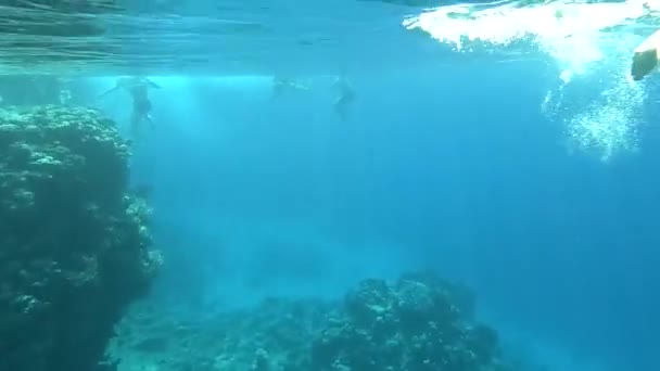 Mergulho Com Snorkel Mar Vermelho Egito Recifes Coral Peixes Marinhos — Vídeo de Stock